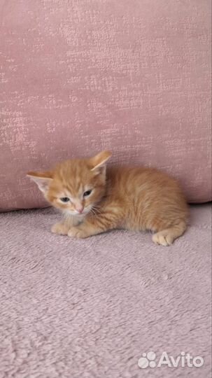 Рыжий котенок девочки и мальчики