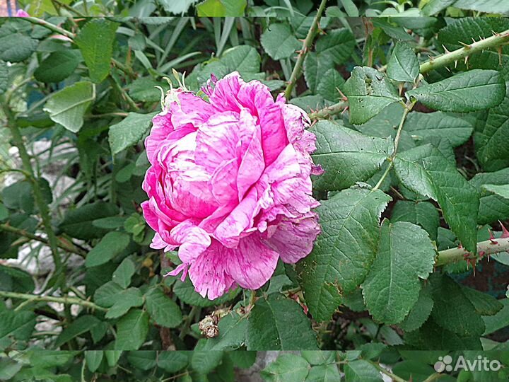 Роза уральская, махровая 2 шт