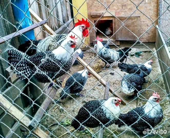 Куры, петухи, ия