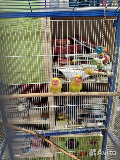 Попугаи неразлучники пара