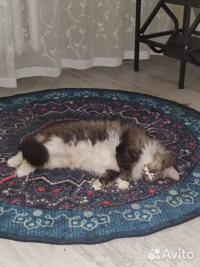 Кошка ищет дом