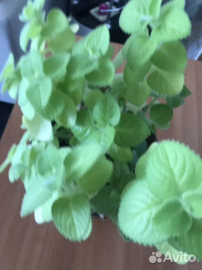 Комнатная мята