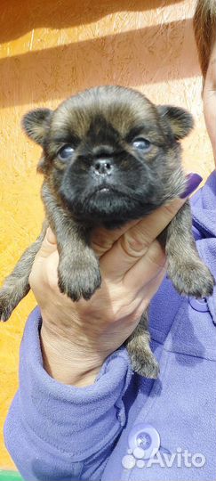 Пти Брабансоны 1мес