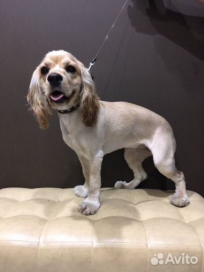 Стрижка кошек и собак