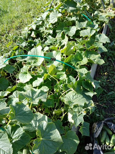 Огурцы домашние продам