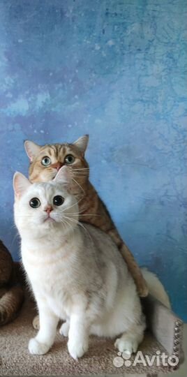 Шотландский котик