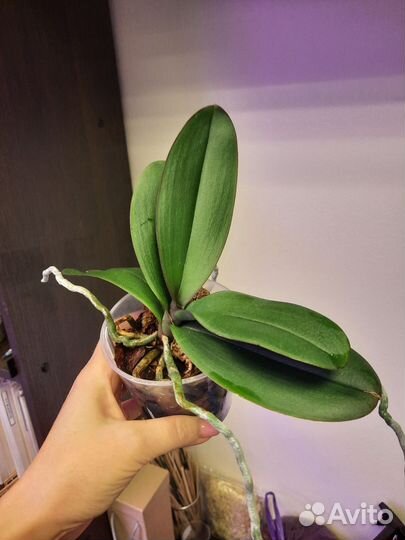 Орхидея дендробиум Mini Kai Dao