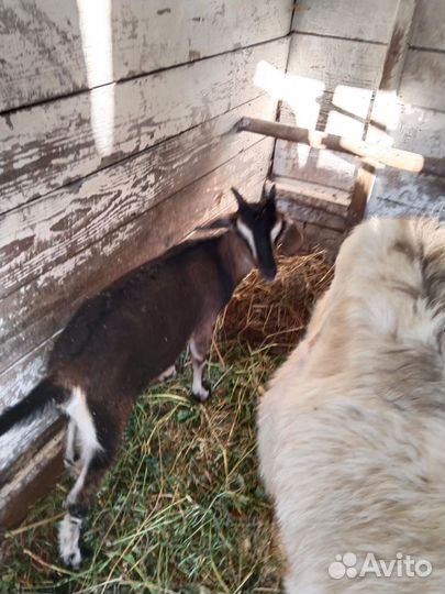 Козлята и бычек