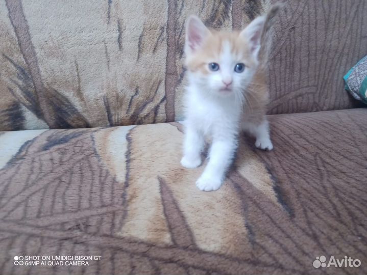 Кошка в дар