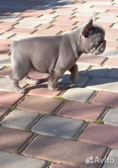 Французские бульдоги голубые в лилак программу