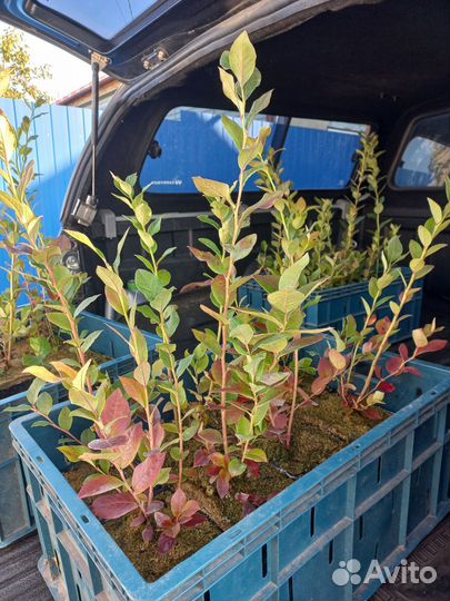 Саженцы голубики 3-х летние