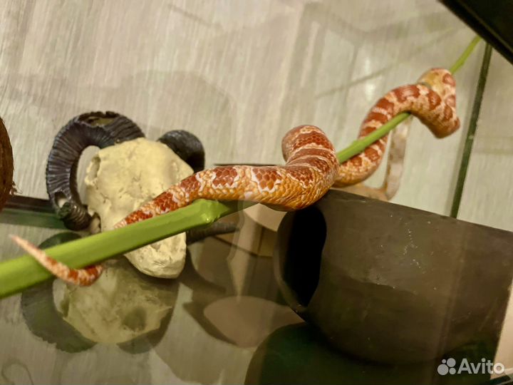 Змея маисовый полоз