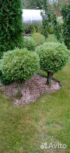 Шаровидная туя Глобоза