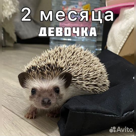 Африканский ежик девочка