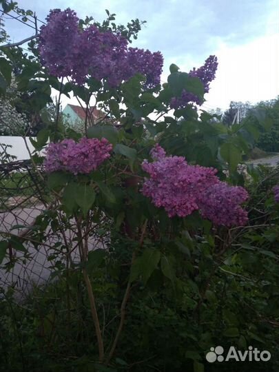 Сирень садовая саженец / обмен