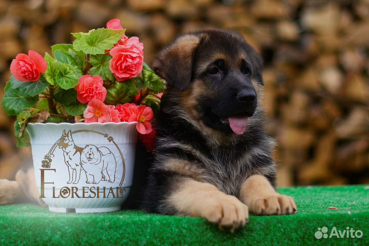 Девочки, длинношерстная и стандартная