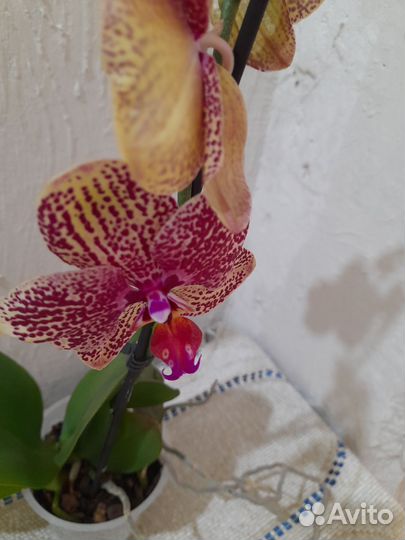 Орхидея фаленопсис Карин Алоха