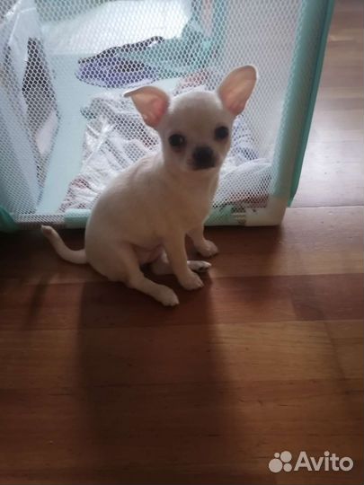 Щенки чихуахуа девочки