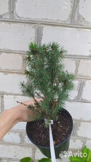 Ель канадская