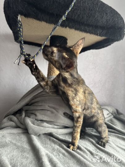 Ориентальные котята