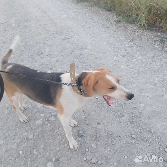 Русская пегая гончая