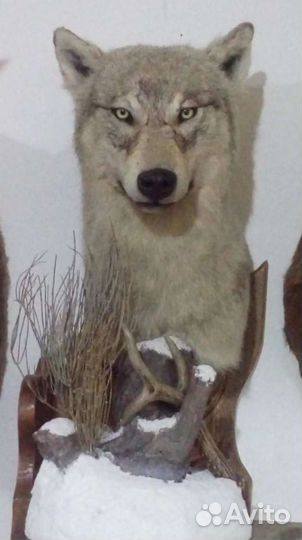 Таксидермия волк