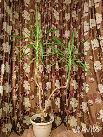 Юкка икеевская