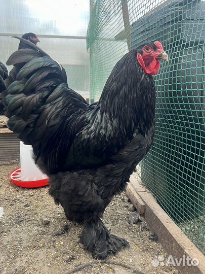 Домашняя птица