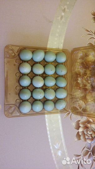Селадон яйца