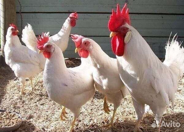 Куры несушки хайсекс