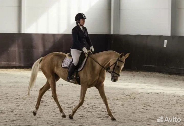 Ахалтекинская кобыла 2019гр