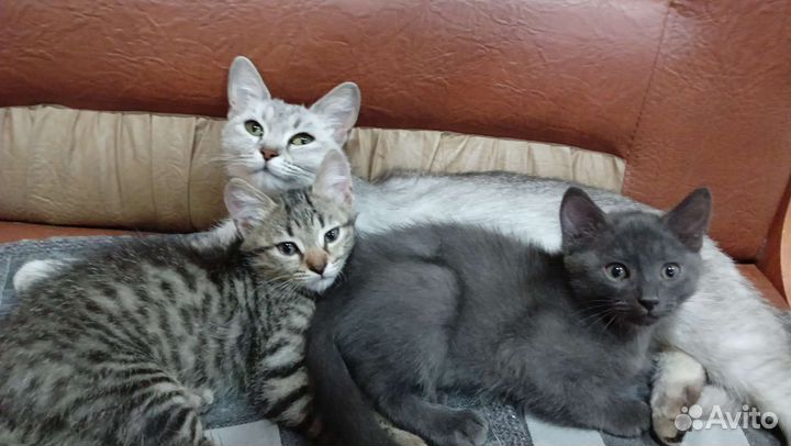 Домашние животные котята