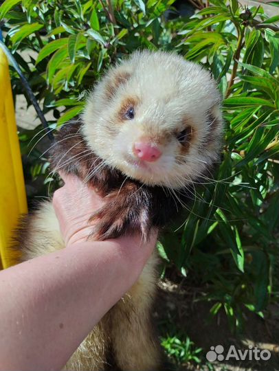 Хорьки. Привиты. Доставка