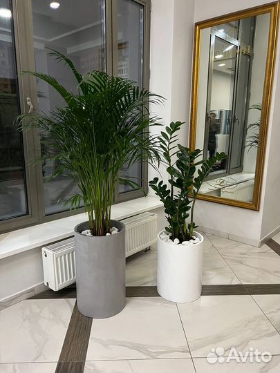 Бетонные цветочные горшки