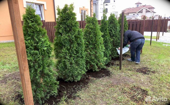 Живая изгородь мск