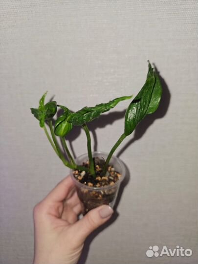 Сциндапсусы эпипремнумы набор номер 2