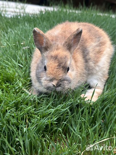Декоративные кролики