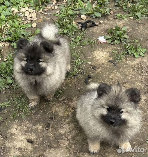 Щенки вольфшпиц/ кеесхонд от чемпиона Америки