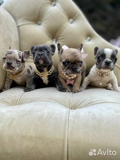 Французский бульдог щенки