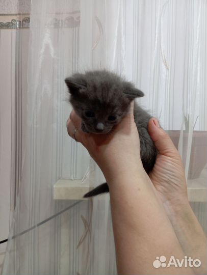 Британские котята