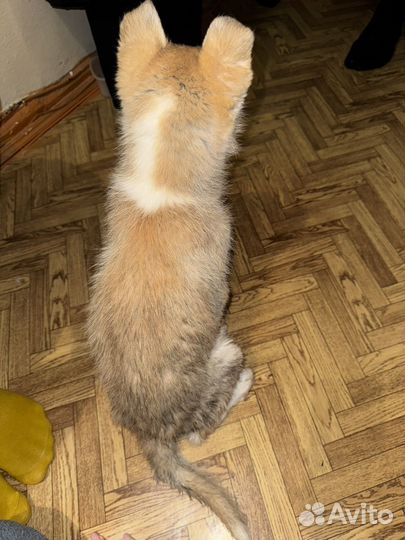 Щенок в добрые руки девочка