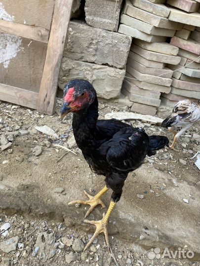 Бойцовая птица,цыплята