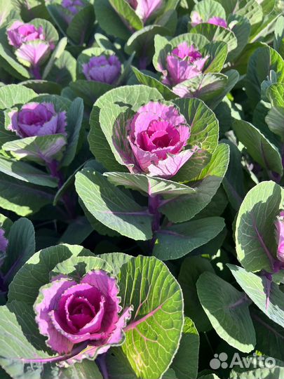 Брассика срез