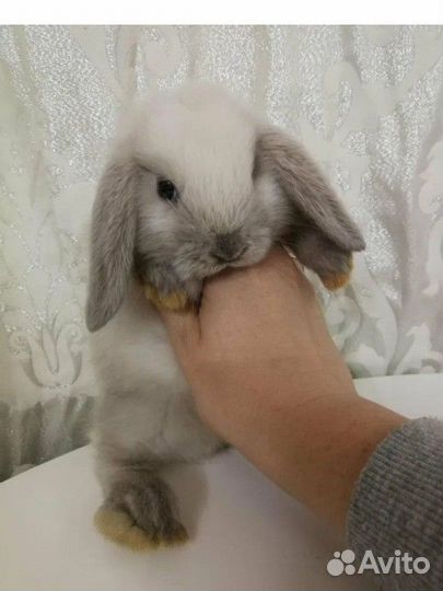 Вислоухие крольчата
