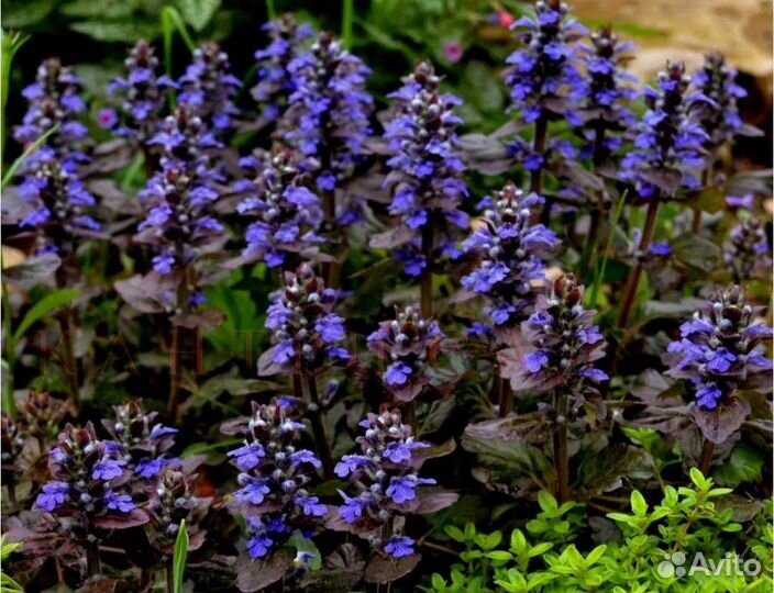 Живучка ползучая