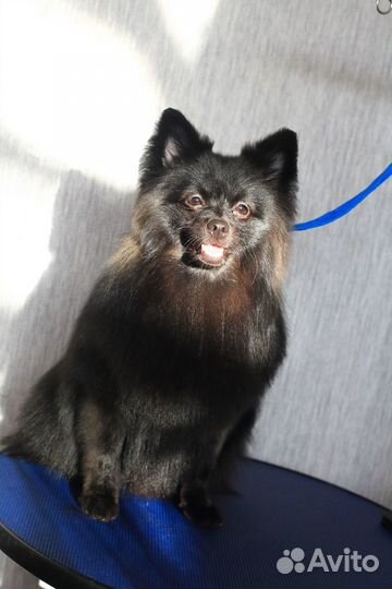 Уход за вашим питомцем