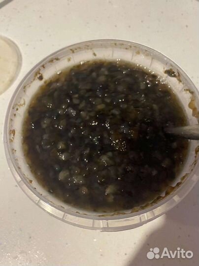 Трепанг на меду