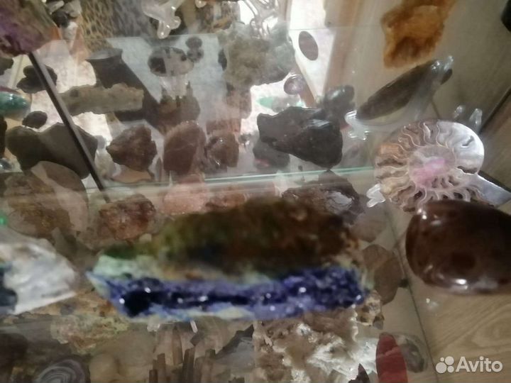 Аммониты. Септарии. Жеоды. Минералы. Окаменелости