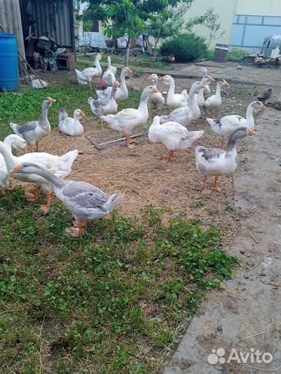 Холмогорские гусята