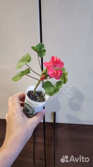 Пеларгония герань